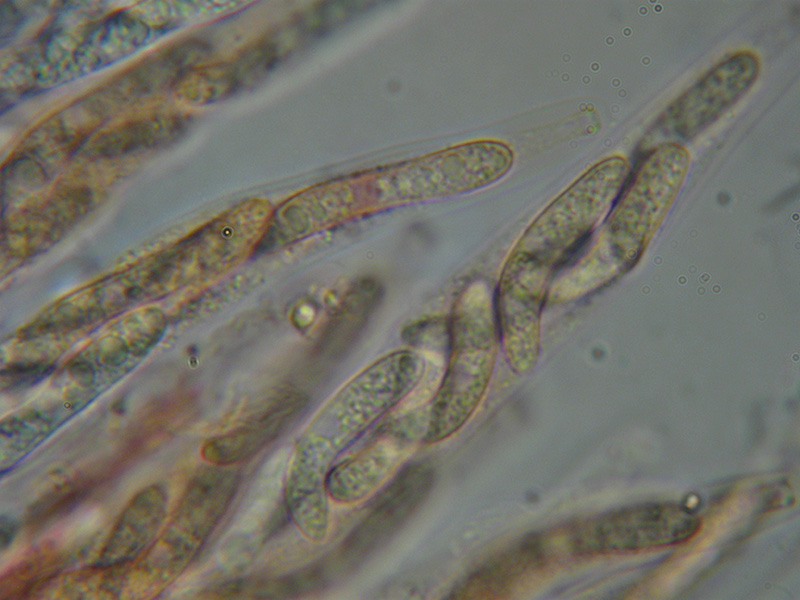 Lasiosphaeria spermoides